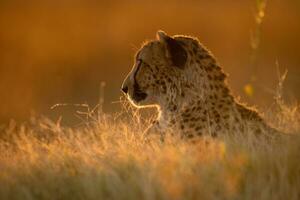 A cheetah resting on a mound. photo