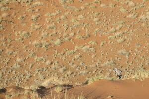 Oryx in the sand dunes of Sossusvlei, Namibia. photo