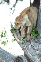 A lioness up a tree. photo