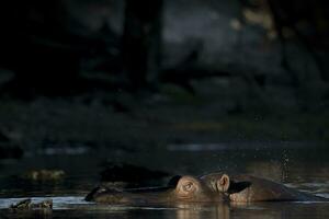 A hippo in Chobe National Park. photo