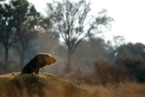 Lion roaring on top of a mound. photo