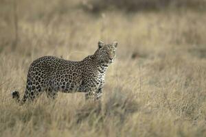 A leopard on an early morning hunt. photo