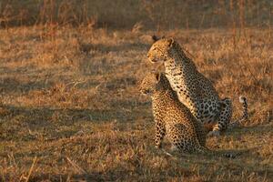 A leopard and her cub in the Okavango Delta. photo