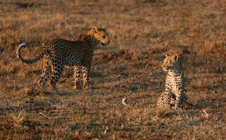 A leopard and her cub in the Okavango Delta. photo