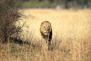 Male lion walking through long grass. photo