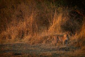 Leopard in fading afternoon light. photo