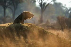 Lion roaring on top of a mound. photo