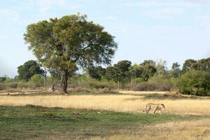 A lioness walking across an open plain. photo