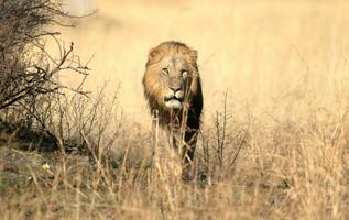 A male lion walking across open savannah. photo