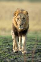Male lion walking across the savannah. photo