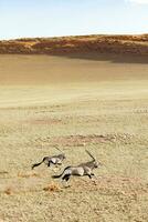 Oryx in the sand dunes of Sossusvlei, Namibia. photo