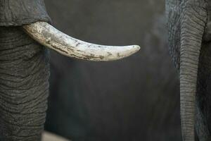 Close up of an elephants tusk photo