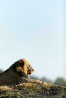 Male lion resting on a mound. photo