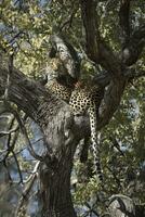 A leopard in the Okavango Delta, Botswana. photo