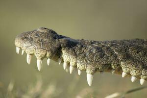 A close up of a crocodiles teeth. photo