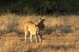 A lioness interacting with her cub. photo