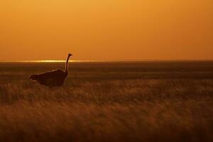 Ostrich in golden light photo