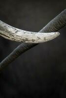 Details in a close up of an Elephants tusk. photo