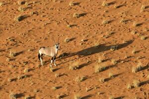 Oryx in the sand dunes of Sossusvlei, Namibia. photo