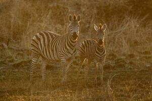 Back lit zebras. photo