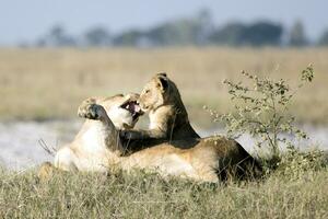 A lioness plays with her young cub. photo