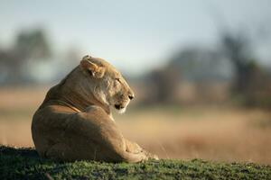 Lion resting in morning sunshine. photo