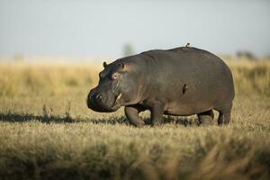 A Hippo in the Chobe National Park. photo