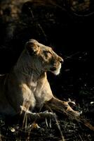 A lioness enjoying the sun. photo