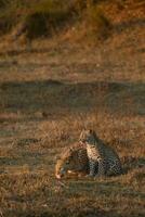 Two leopards drinking in Botswana. photo