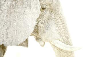 High key images of an elephant, close up. photo