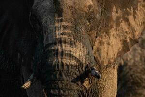 Close up of a large male bull elephant in Namibia. photo