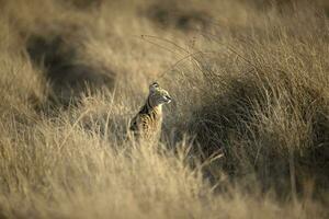 An African serval moving through long grass photo