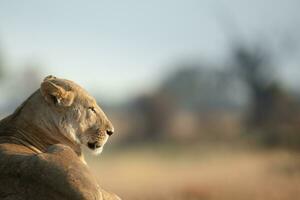 Lion resting in sunlight. photo