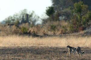 A cheetah moving across open and burnt savannah. photo