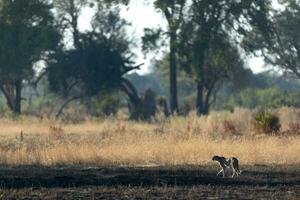 A cheetah in open veld. photo