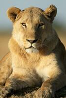 A lion enjoying the warm morning light. photo