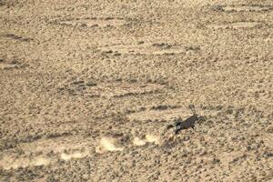 Oryx in the sand dunes of Sossusvlei, Namibia. photo