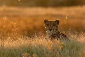 A cheetah resting on a mound. photo