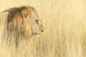 Male lion walking through long grass. photo