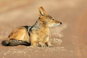 Black backed Jackal resting in warm morning light. photo