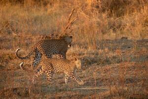 un leopardo y su cachorro en el okavango delta. foto