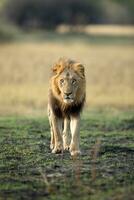 Male lion walking across the savannah. photo