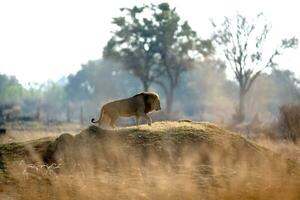 A male lion walking across open savannah. photo