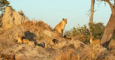 A lioness and her cubs. photo