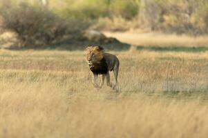 Lion running whilst hunting. photo