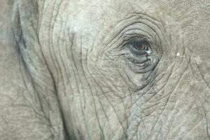 Close up of an Elephants eye photo