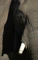 A profile of an elephant. photo
