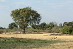 A lioness walking across an open plain. photo