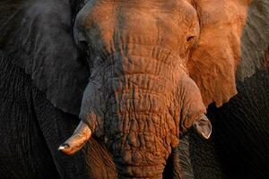 cerca arriba de un grande masculino toro elefante en Namibia. foto