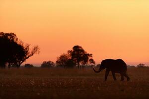 elefante caminando a través de sabana a amanecer. foto